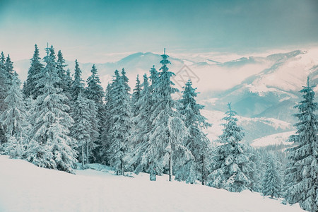 令人惊叹的冬季风景有雪卷毛树假期下的霜图片