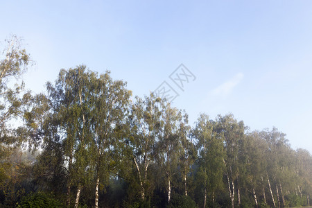 胡同阳光年秋雾林下带树木的风景森林图片