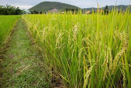 庄稼外部泰王国农村地区稻田面积公顷成熟图片
