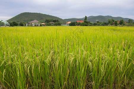 农村稻米田季节景观植物秋天高清图片素材