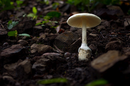 森林中的白色蘑菇房雨林的景色食用白蘑菇房生态旅游活动采摘白色蘑菇房新鲜有机的花图片