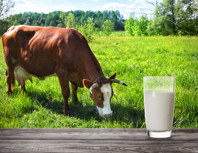 奶牛和亮草背景下的鲜奶杯天然食品概念奶牛和亮草背景下的鲜奶杯酸有机的自然图片