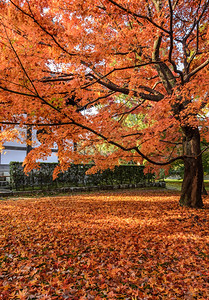 秋季红色枫叶树林图片