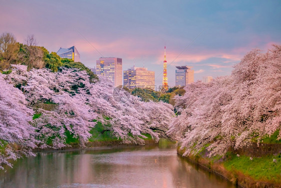 旅行城市春季与日本东京的sakura一起在Chidorigafuchi公园樱桃图片