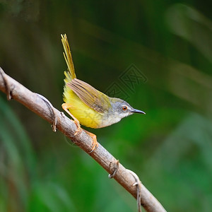 热带野生动物美丽的黄腹普里尼亚鸟Priniaflaviventris站在树枝上侧面尾巴图片