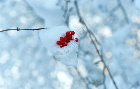 漂移核果冬天的Virburnum黄昏果恐惧图片