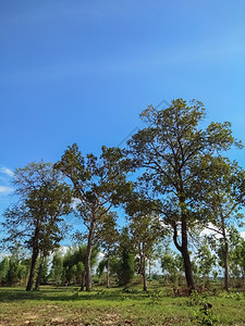 大树和天空生长植物绿化图片