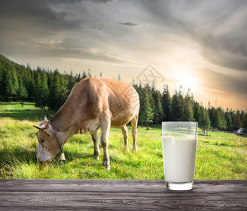 乡村杯子在山地牧场上蜜蜂牛的背景之下一杯牛奶天然食品的概念草地上蜜蜂牛的背景之下一杯牛奶的概念b果冻奶一顿饭图片