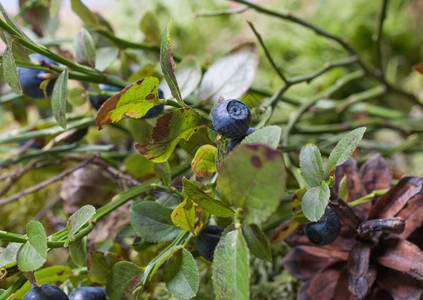 锥体吃蓝莓布希的天然模糊背景蓝莓布草和松果密室的自然背景叶子图片