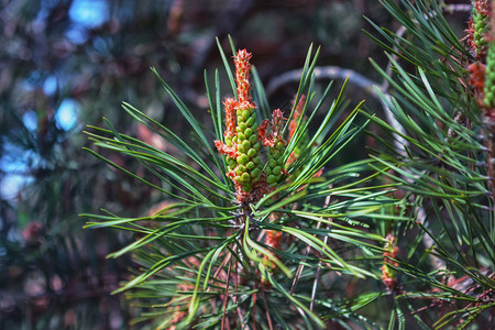 在阳光明媚的春日开花时针头中松木的雄锥体紧地放在一叶子上突出的焦点模糊维尼内特天气松树樟子图片