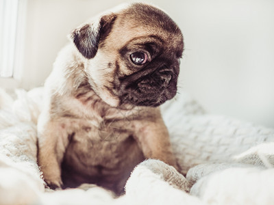浅褐色的口有趣可爱甜美小狗坐在白毯上靠窗宠物护理概念可爱甜美的小狗坐在白毯上图片