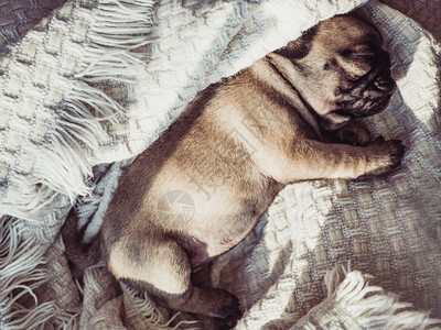 格子可爱甜美的小狗坐在白毯上靠窗宠物护理概念可爱甜美的小狗坐在白毯上卡片纯种图片
