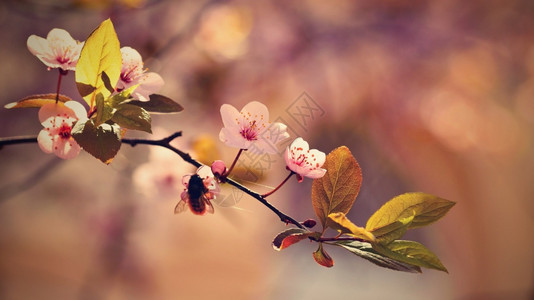 植物群分支果园盛开的树枝樱桃花和有天然彩色背景的日光鲜花图片