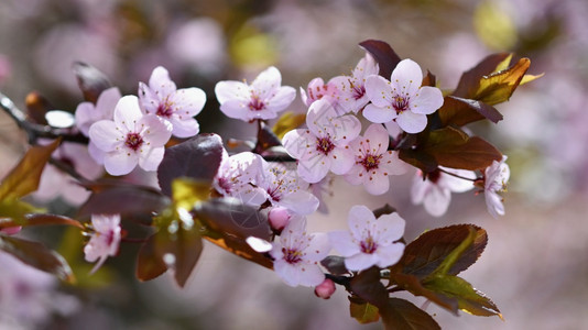 新鲜盛开的树枝樱桃花和有天然彩色背景的日光鲜花生长果园图片