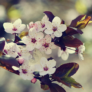 盛开的树枝樱桃花和有天然彩色背景的日光鲜花季节植物群新鲜图片