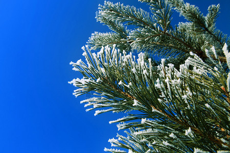 分支机构针叶1月份fir树枝的叶轻地用白霜粉和一起发光快乐的图片