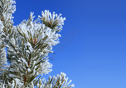 季节庆祝1月份fir树枝的叶轻地用白霜粉和一起发光快乐的图片