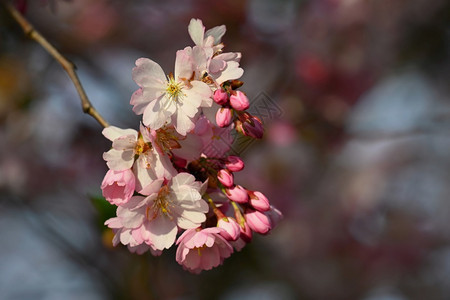 白色的粉春天时樱花丰富多彩的自然本背景图片