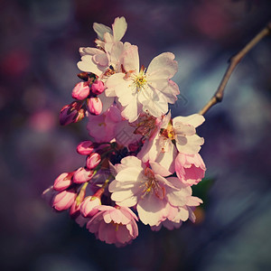 春天健康芽时的樱花丰富多彩的自然本背景图片