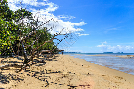 荒野树在澳洲昆士兰州角三城海滩上美丽的一天植物群图片