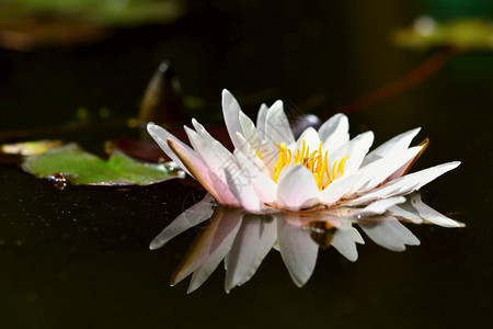 水面上的白莲花图片