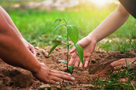 污垢帮助自然植树以拯救地球环境生态概念协助种植自然树木保护地球环境生态概念世界节省图片