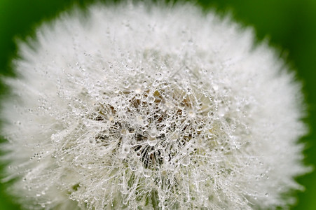 湿的雨滴植物带露水落的dandelion闭合宏镜头图片
