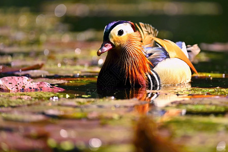 野生的动物自然多彩背景的天动物反射多色的水禽图片
