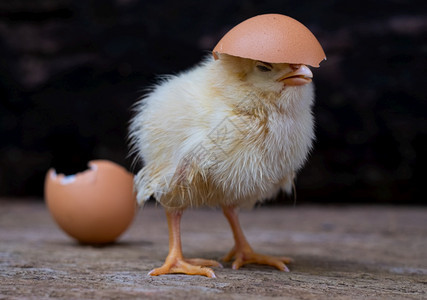 小鸡从蛋壳中孵化图片