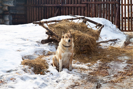 建造景观生活在农村背景物体中的狗冬季农民图片