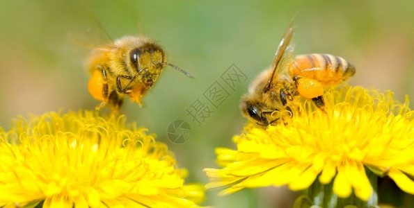 两只蜜蜂和花朵一系列草野生动物粉图片