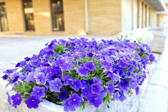 在一座现代住宅楼Llilac附近的人行道旁一块石床里生长的花朵和紫色在一座现代建筑背景下的石头床上种植花朵和紫色健康新鲜的一种图片
