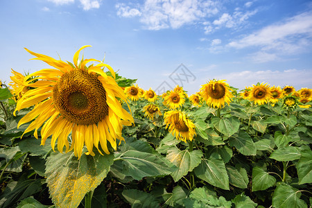 多云的美丽黄向日葵对抗蓝云天空夏月风景新的一天成长和发展的概念黄向日葵对抗蓝色云天的黄向日葵油图片