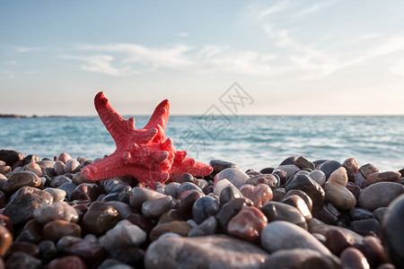 日落墙纸美丽的海景自由概念红海星在小石头滩上旅行红星在大石头滩上图片
