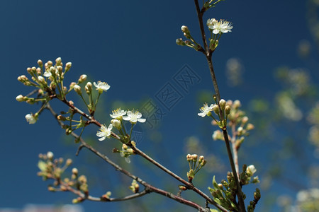 植物四月生动白花樱树图片