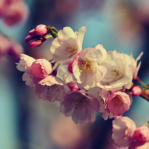 植物春花背景美丽的自然场景春天树林盛开的美丽大自然场景户外樱花图片