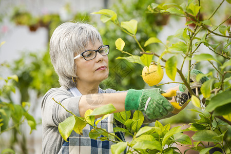 柠檬照顾花园的美丽成熟女人貌佳绿色园艺图片