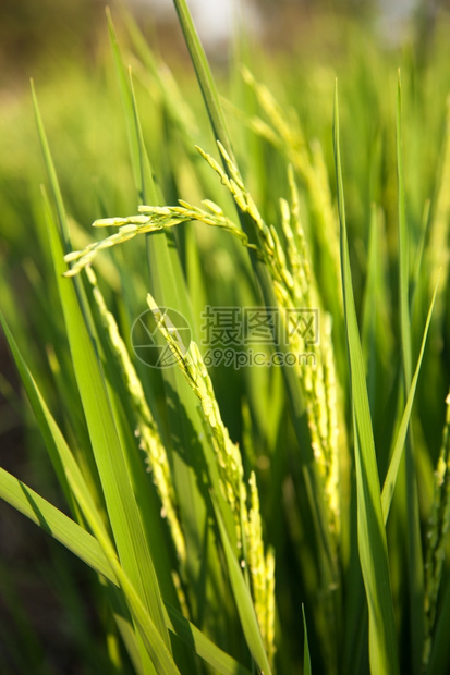 在稻田里的米粒在大自然的田野里鲜绿泰国金子新的图片