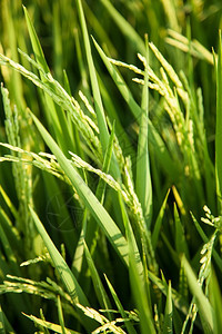 生长夏天门户14在稻田里的米粒在大自然的田野里鲜绿图片