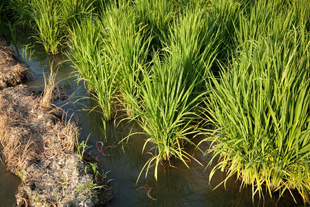 草字段在稻田里的米粒在大自然的田野里鲜绿草地图片