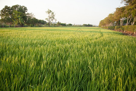 农田草在稻里的米粒在大自然的田野里鲜绿种植园图片