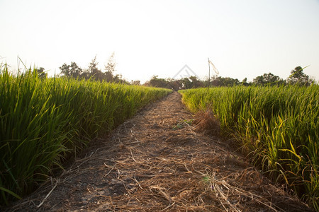 在稻田里的米粒在大自然的田野里鲜绿景观新的植物图片