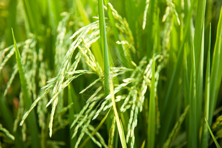 亚洲人在稻田里的米粒在大自然的田野里鲜绿植物群季节图片