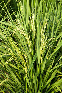 在稻田里的米粒在大自然的田野里鲜绿植物金子景观图片