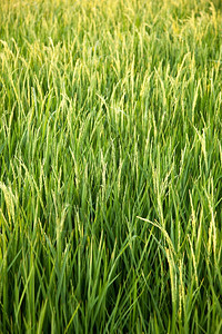 亚洲人在稻田里的米粒在大自然的田野里鲜绿生长泰国图片