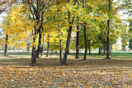 秋天公园里的枫叶图片