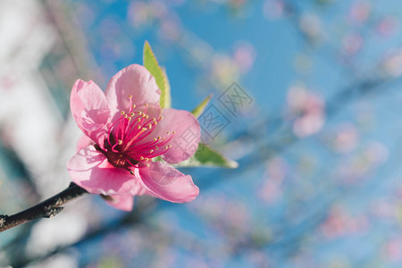 模糊背景的粉红桃花东方的优质芽图片