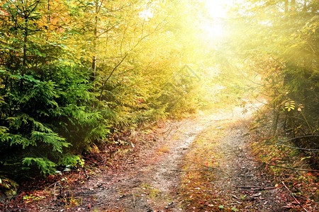 秋季树林小路图片