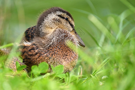 可爱的小鸭子在池塘旁的小鸭子雀鸟野新的雏图片
