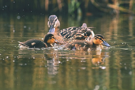 春天家庭一只小鸭子在池塘上漂浮的小鸭子年轻图片